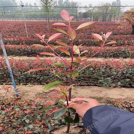 本地红叶石楠批发大杯红叶石楠基地  焦作市 澳森花木