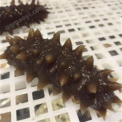 海參廠家大量直供-現貨銷售足干海參-產地貨源