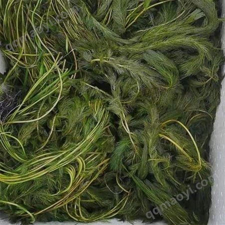 沉水植物水藻批发 黑藻 狐尾藻 现货供应