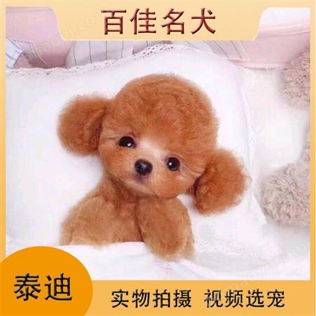 泰迪狗 小泰迪犬 品种纯种 性情温和 活泼好动 家庭成员