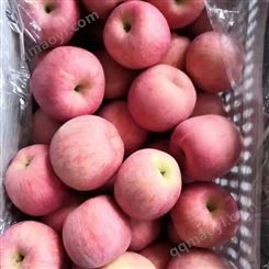 新鲜苹果出售 红富士品种脆甜好吃 沂蒙果蔬种植基地